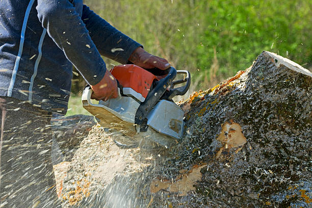 Professional Tree Service in Port Royal, SC